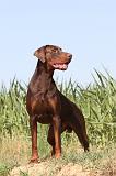 DOBERMANN 572